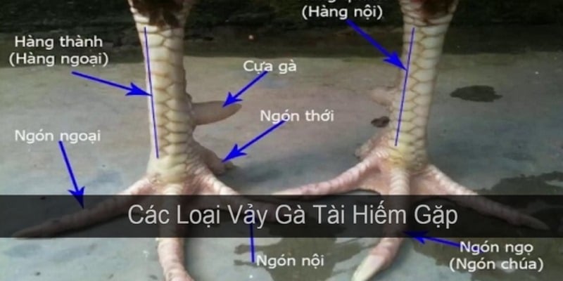 Vảy gà quý là đặc trưng của những chiến kê ít gặp